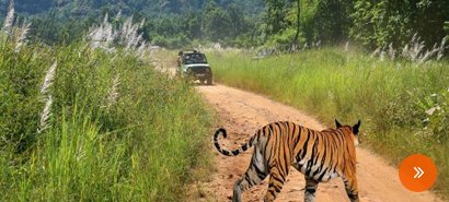 Rendezvous with Tigers in Bandhavgarh