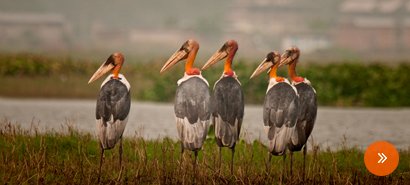The Birds of Assam & West Bengal