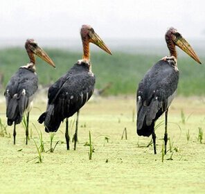 Birds of Assam and Eaglenest