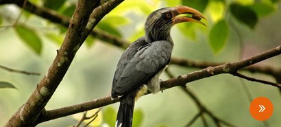 South India Bird Watching Tour