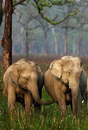 Wildlife in Assam