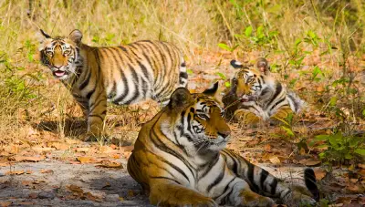 Bandhavgarh Wildlife Safari Tour