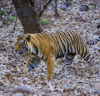 tiger image