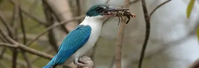 Birding Tour, Goa