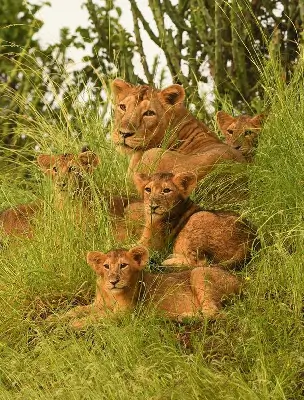 lioness image