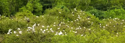Gudavi Bird Sanctuary, Karnataka