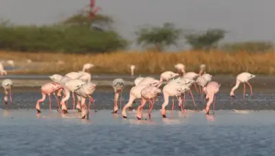 Gujarat wildlife & Bird Watching Tour