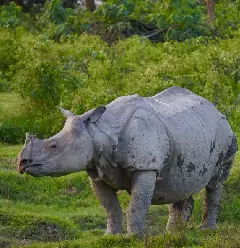 rhino image 