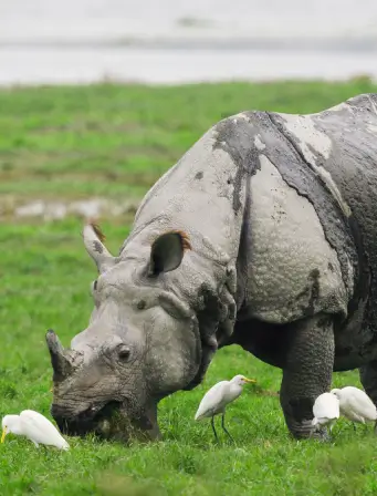 rhino image