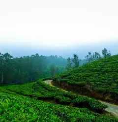 Kerala  image