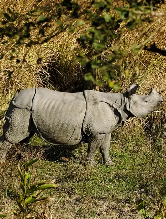 rhino image
