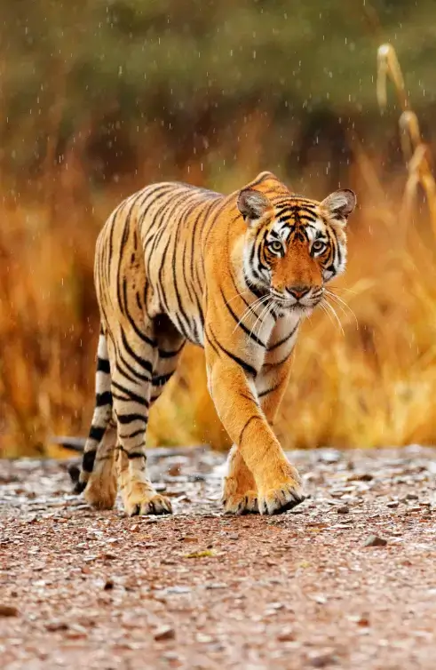 tiger image