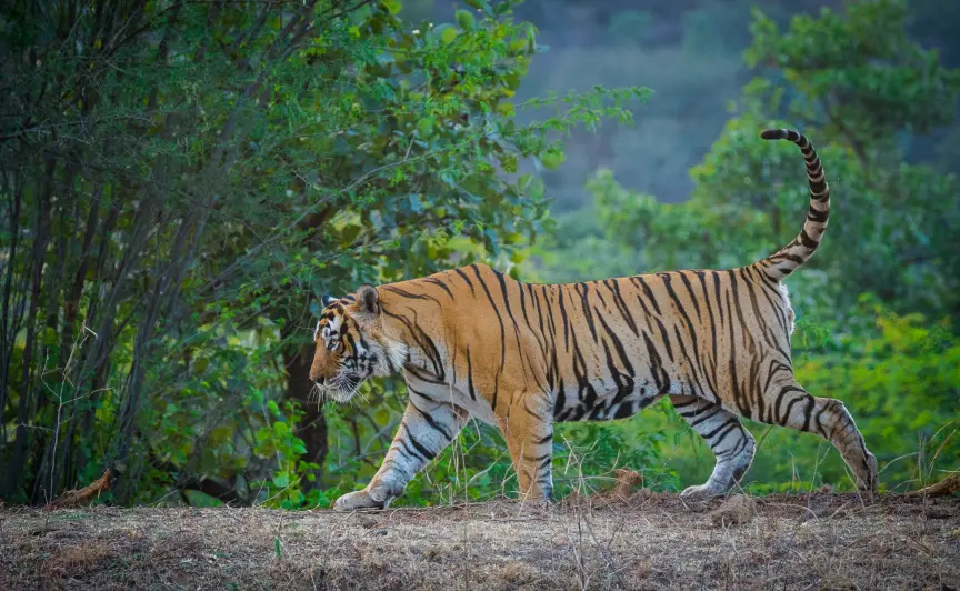 Ranthambore Tiger