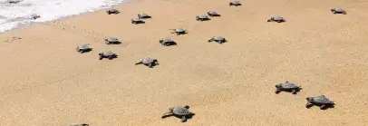 Turtle Beach, Goa