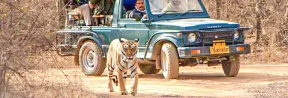 Wildlife Safari, Rajasthan